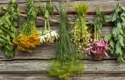 Herbs for Alzheimer's