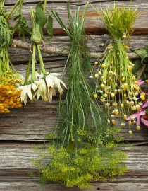 How Can Herbs Help Alzheimer’s? How Can Herbs Help Alzheimer’s?